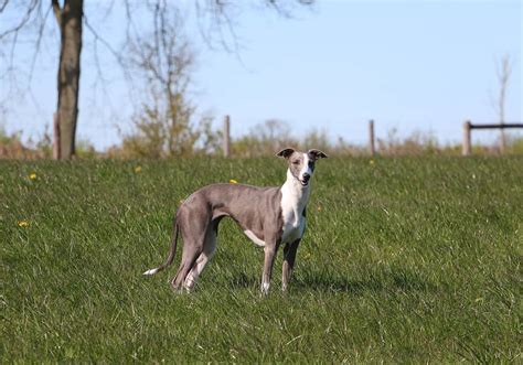 Whippet im Rassen Porträt Mit Bildern Infos