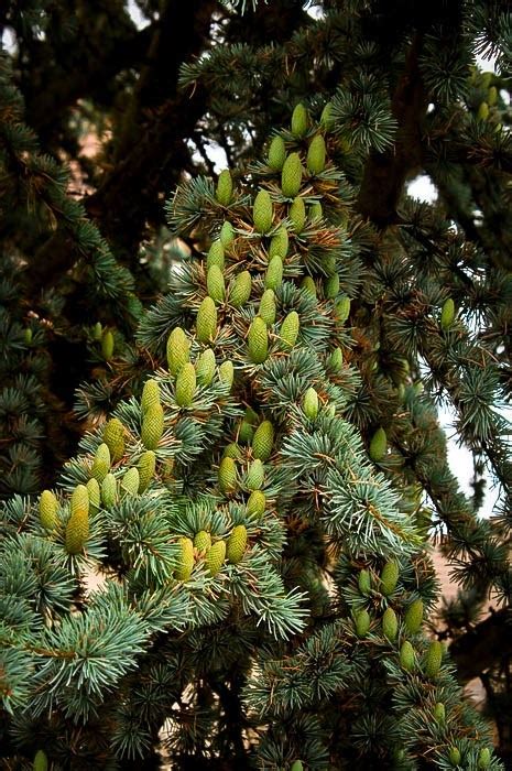 Blue Atlas Cedar For Sale Online | The Tree Center