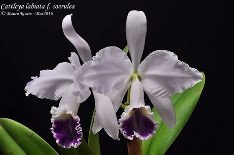 Cattleya Labiata F Coerulea Mauro Rosim Flickr