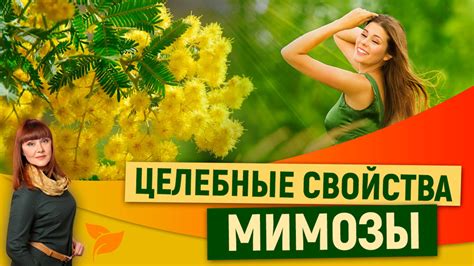 Мимоза и ее полезные свойства | Лечебные свойства мимозы желтой