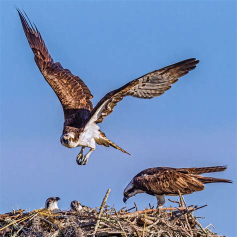 osprey - Kids | Britannica Kids | Homework Help
