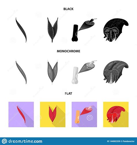 Illustration De Vecteur De Fibre Et De Signe Musculaire Collection D Ic