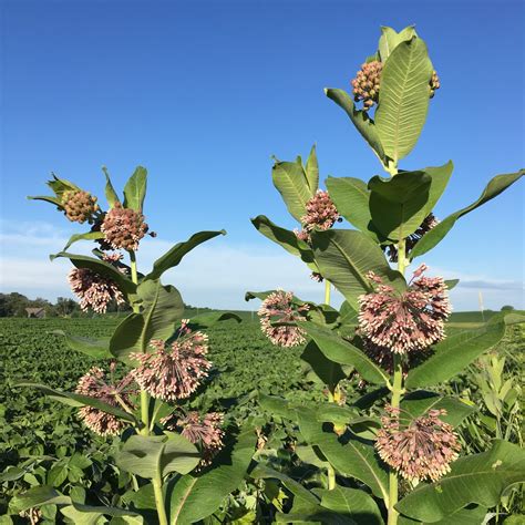 Common Milkweed - Albert Lea Seed