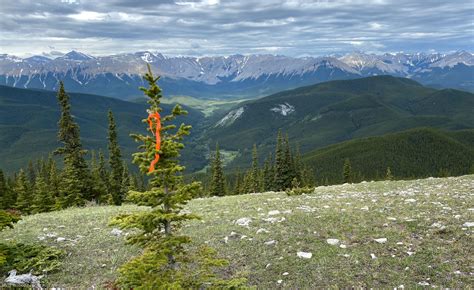 Rocky Mountain Hikes Near Calgary Prairie Mountain Prairie Creek