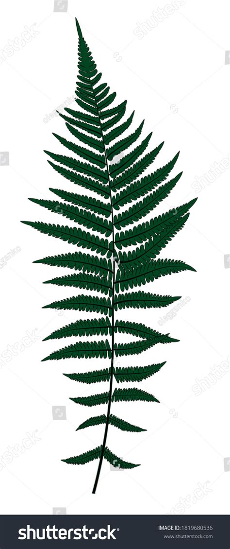 Fern Leaf Silhouette Vector Background Illustration Stock Vector (Royalty Free) 1819680536 ...