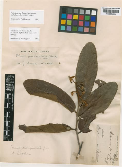 Fissistigma Latifolium Dunal Merr Plants Of The World Online Kew