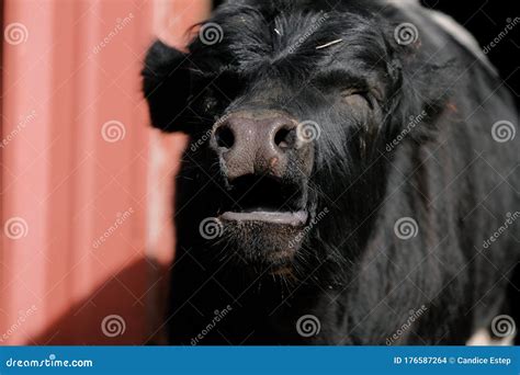 Calf Cow Crying For Her Mother On The Ranch Royalty Free Stock