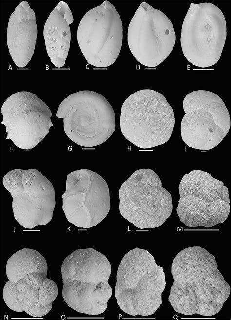 Foraminifera Tests