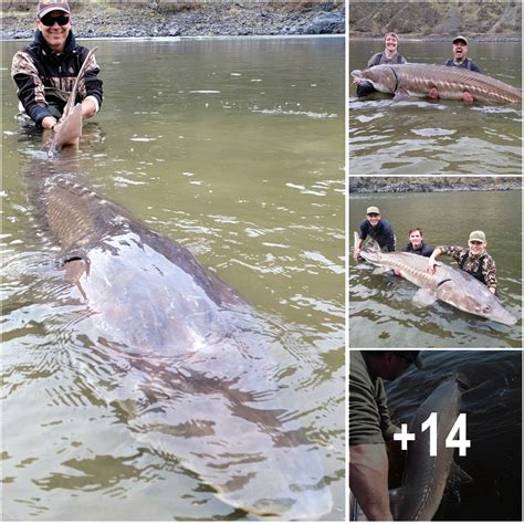 Year Old Lake Sturgeon Is Believed To Be The Largest Ever Caught In