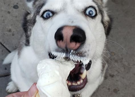 Cute Photos of Dogs Eating Ice Cream | POPSUGAR Family