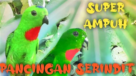 Serindit Jantan Gacor Super Ampuh Youtube