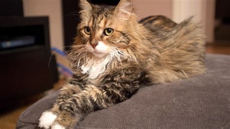 The Distinctly American Roots of the Maine Coon Cat