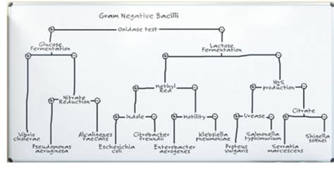 Unknown Bacterial Identification Quiz Micro Crider Flashcards Quizlet