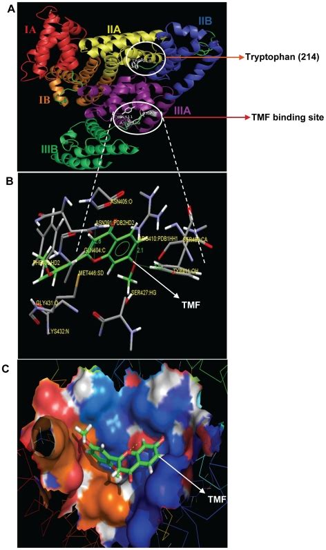 A Schematic Representation Of Hsa Molecule Each Subdomain Is Marked