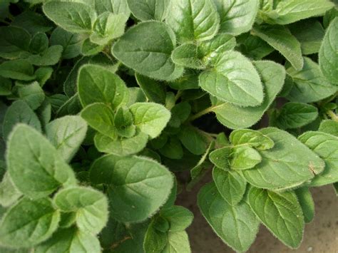 Greek Oregano Marys Heirloom Seeds