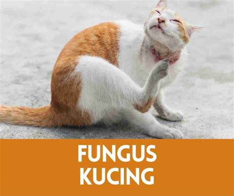 Fungus Kucing And Rawatan Free Shopee Voucher 2024