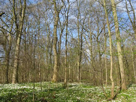 Woodland For Sale Hollowgate Wood Sprotbrough South Yorkshire