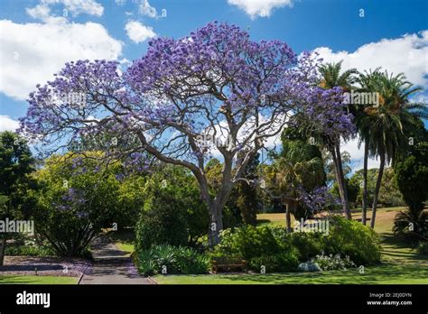 Jacaranda Jacaranda Mimosifolia Fotos Und Bildmaterial In Hoher