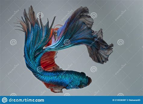 Beautiful Movement Of Red Betta Fish Splendens Halfmoon Siamese