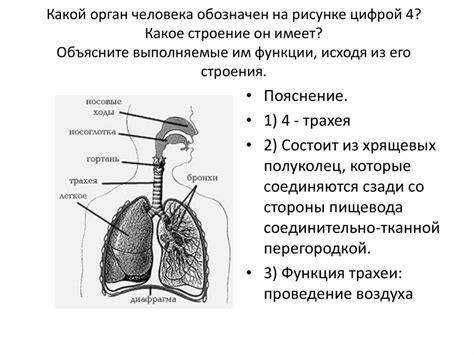 ЕГЭ по биологии. Работа с рисунками - online presentation