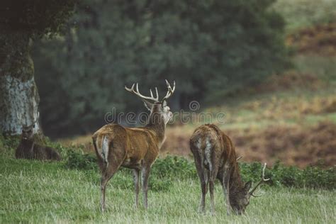 Red Deer Stag in Woodland in Scotland in Autumn Stock Photo - Image of hillside, dramatic: 127498334