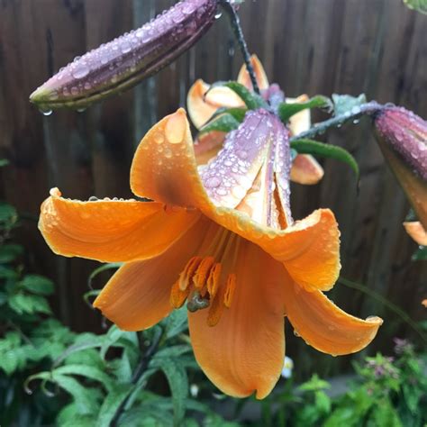 Lilium 'African Queen', Lily 'African Queen' (Trumpet/Aurelian ...