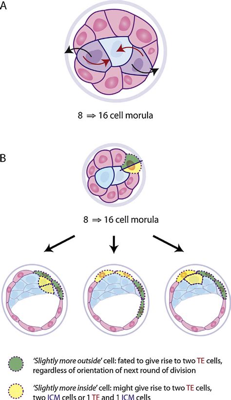 Blastula Stage