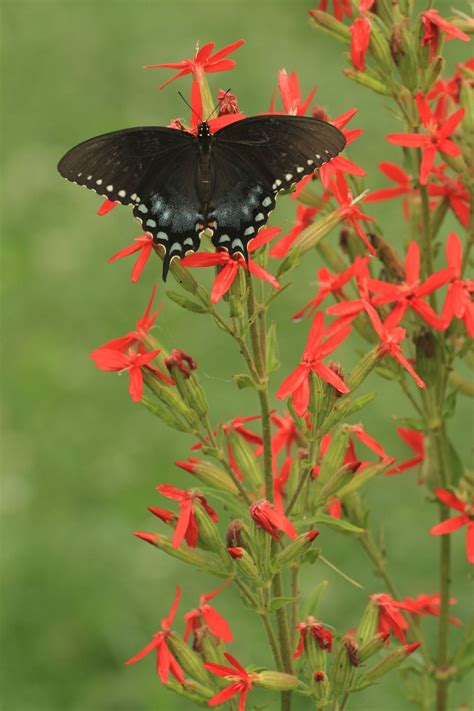 Royal Catchfly Silene Regia Starter Plant Blazing Star Butterfly Garden