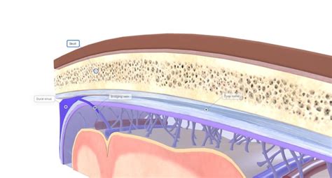 Premium Photo | The anatomy of the meninges