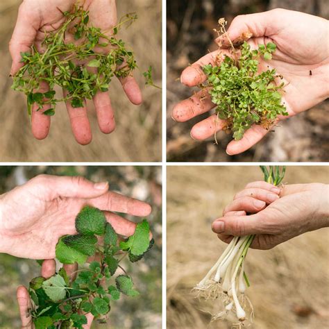 Video We Went Foraging For Winters Wild Edibles The Salt Npr