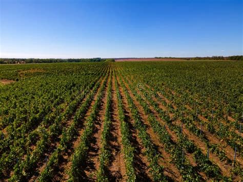 Aerial Flat Top View Of A Vineyard In Summer Stock Photo Image Of