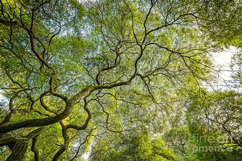 Branching Out Photograph By Michael Ver Sprill Fine Art America