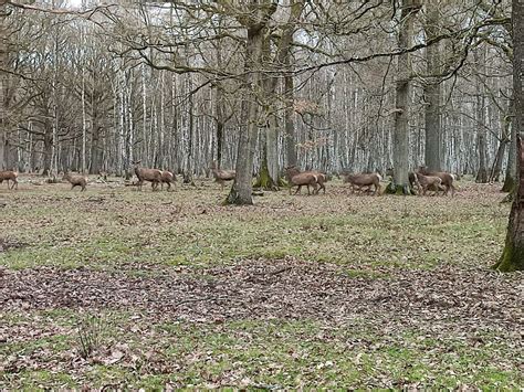 Photos Espace Rambouillet 250 hectares de forêt ouverts au public et