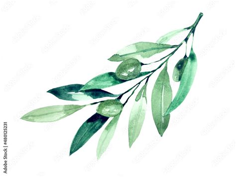 Watercolor olive branch isolated on white background. Stock ...