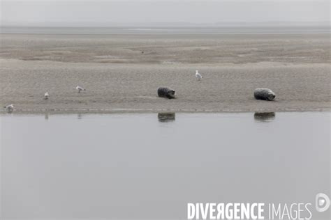 Plage De Berck Par Laurent HAZGUI Photographie LH1410012 Divergence