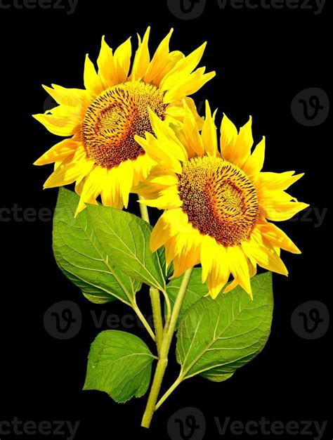 beautiful sunflower isolated on a black background 10025466 Stock Photo ...