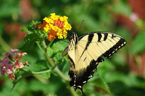 swallowtail butterfly  stock photo public domain pictures