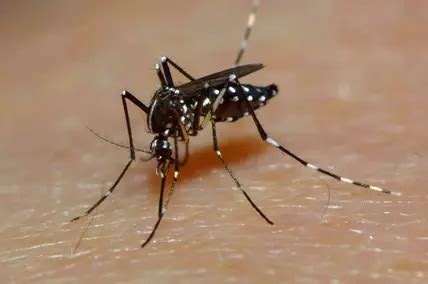 Thailand Warnung vor Dengue Fieber in Bangkok und im Süden des Landes