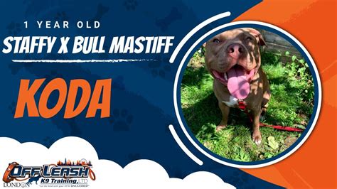 Mastiff Staffy Cross Discounts Factory