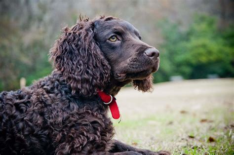 American Water Spaniel - My Doggy Rocks