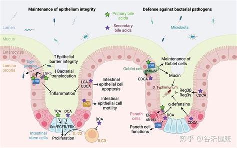 什么是胆汁酸，其与肠道微生物互作如何影响人体健康 知乎