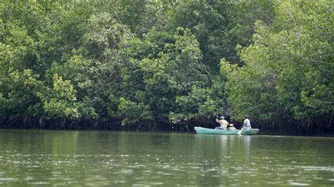 Ya Visitaste El Santuario Nacional Los Manglares De Tumbes Cuatro