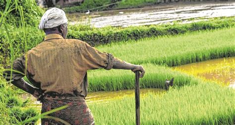 Centre Hikes Msp For Kharif Crops For 2021 22 Check Out The New Prices