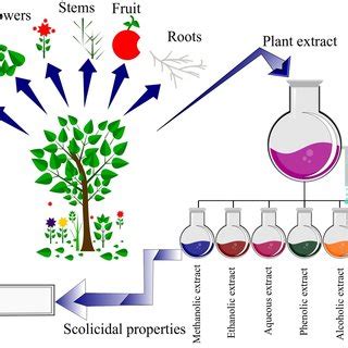 Schematic Representation Of Medicinal Plants And Their Extracts Of