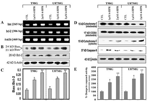 Examination Of Mitochondrial Involvement In Apoptosis In T98g And U87mg