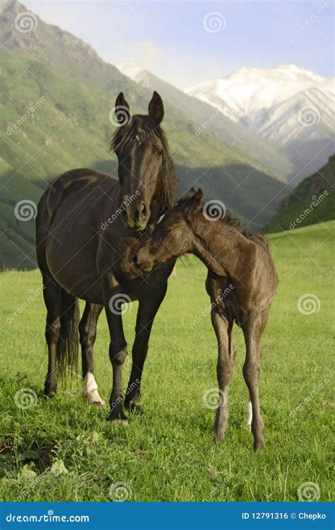 Horse And Colt Royalty Free Stock Image - Image: 12791316