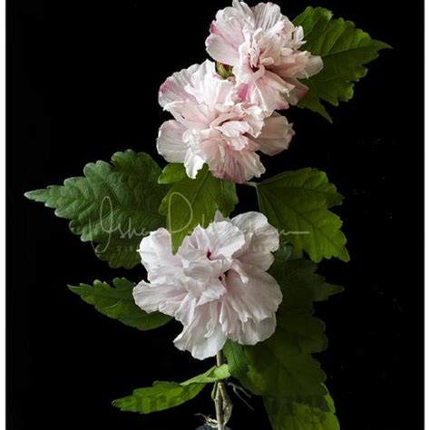 Hibiscus Hibiscus Syriacus Peppermint Smoothie™ In The Roses Of