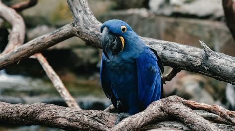 Blue Parrot Bird Is Standing On Tree Branch 4k Hd Birds Wallpapers Hd