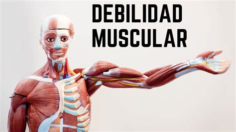 ᐅ Pérdida de Fuerza Muscular