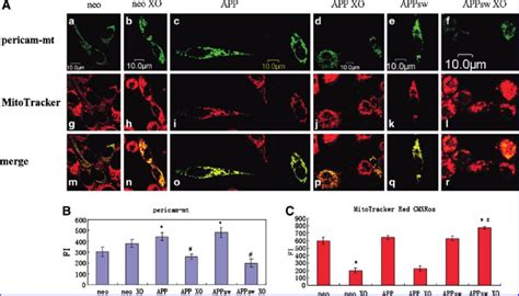 A Live Cell Confocal Images Of The Sh Sy Y Cells Transiently